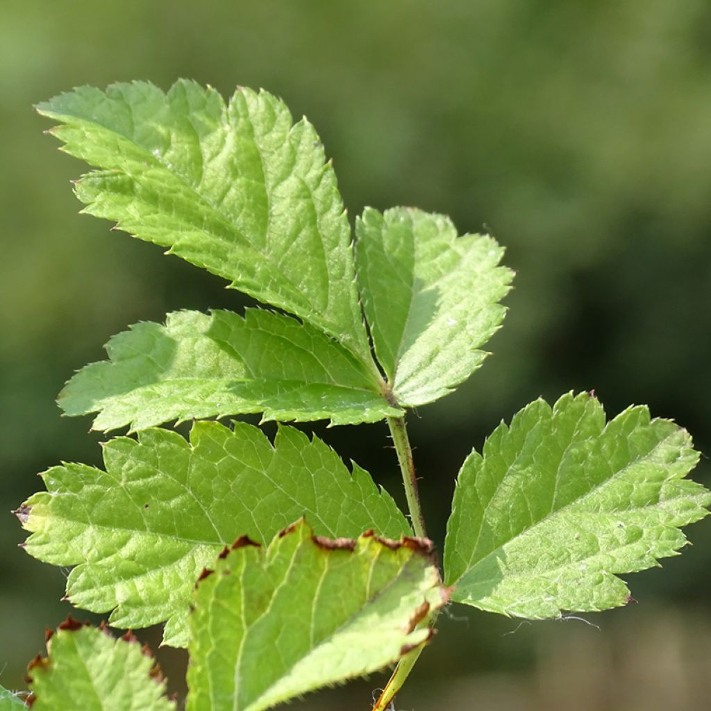 Astilbe chinensis Purpurkerze - Prachtspiere