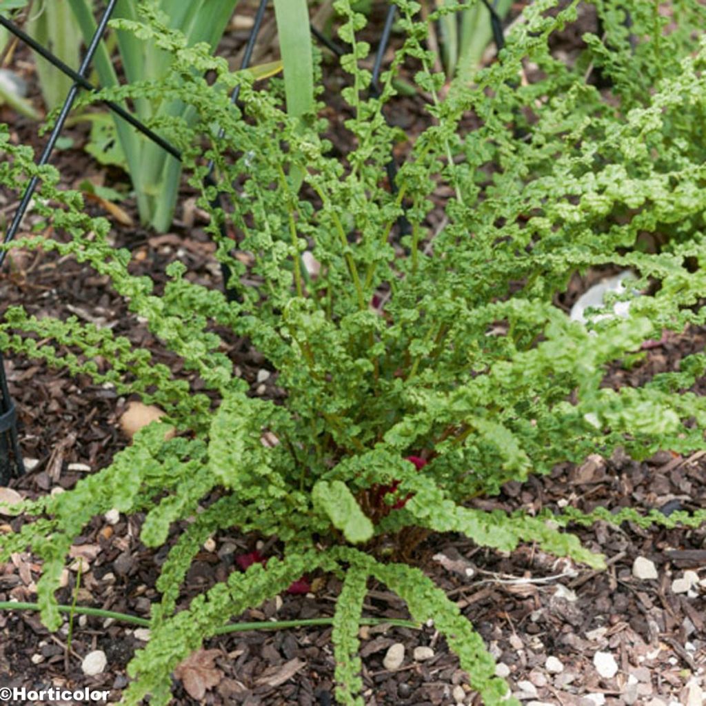 Athyrium filix-femina Frizelliae - Wald-Frauenfarn