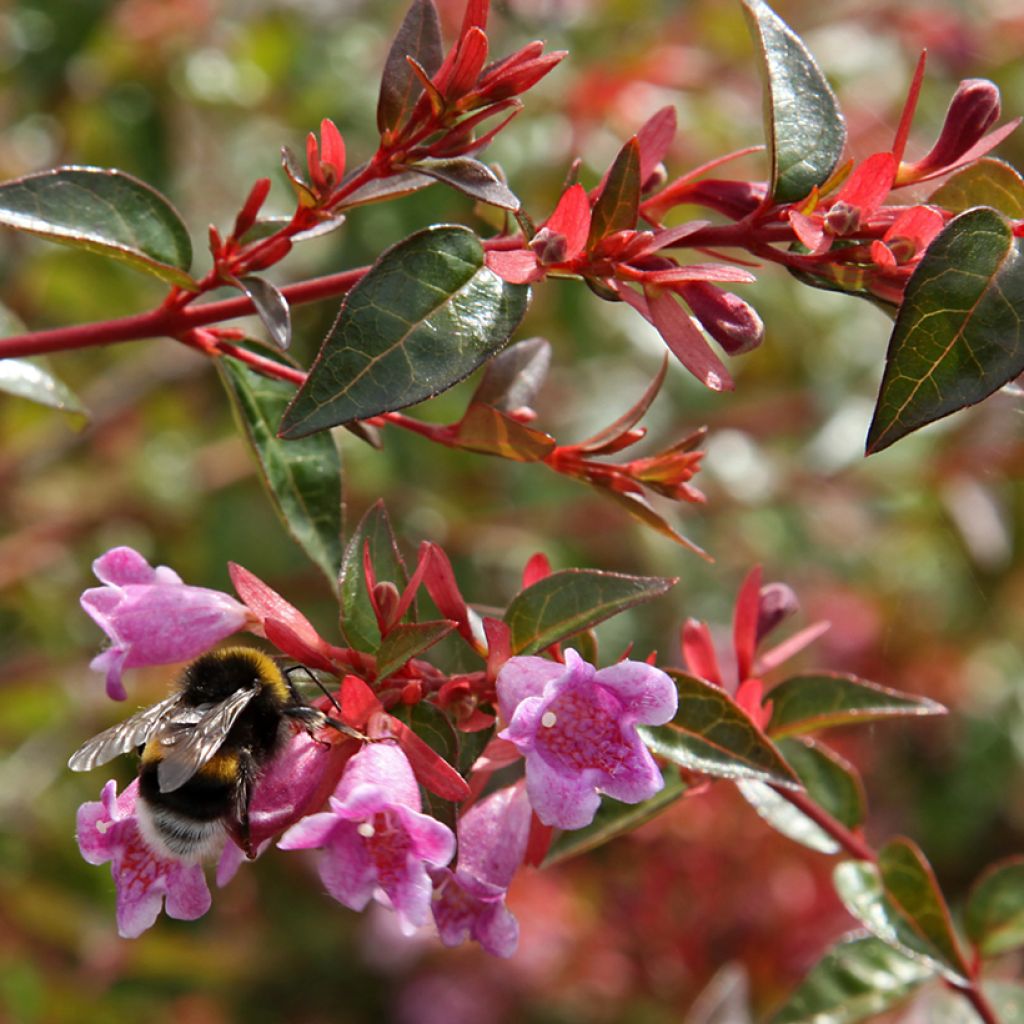 Abelia grandiflora Edward Goucher