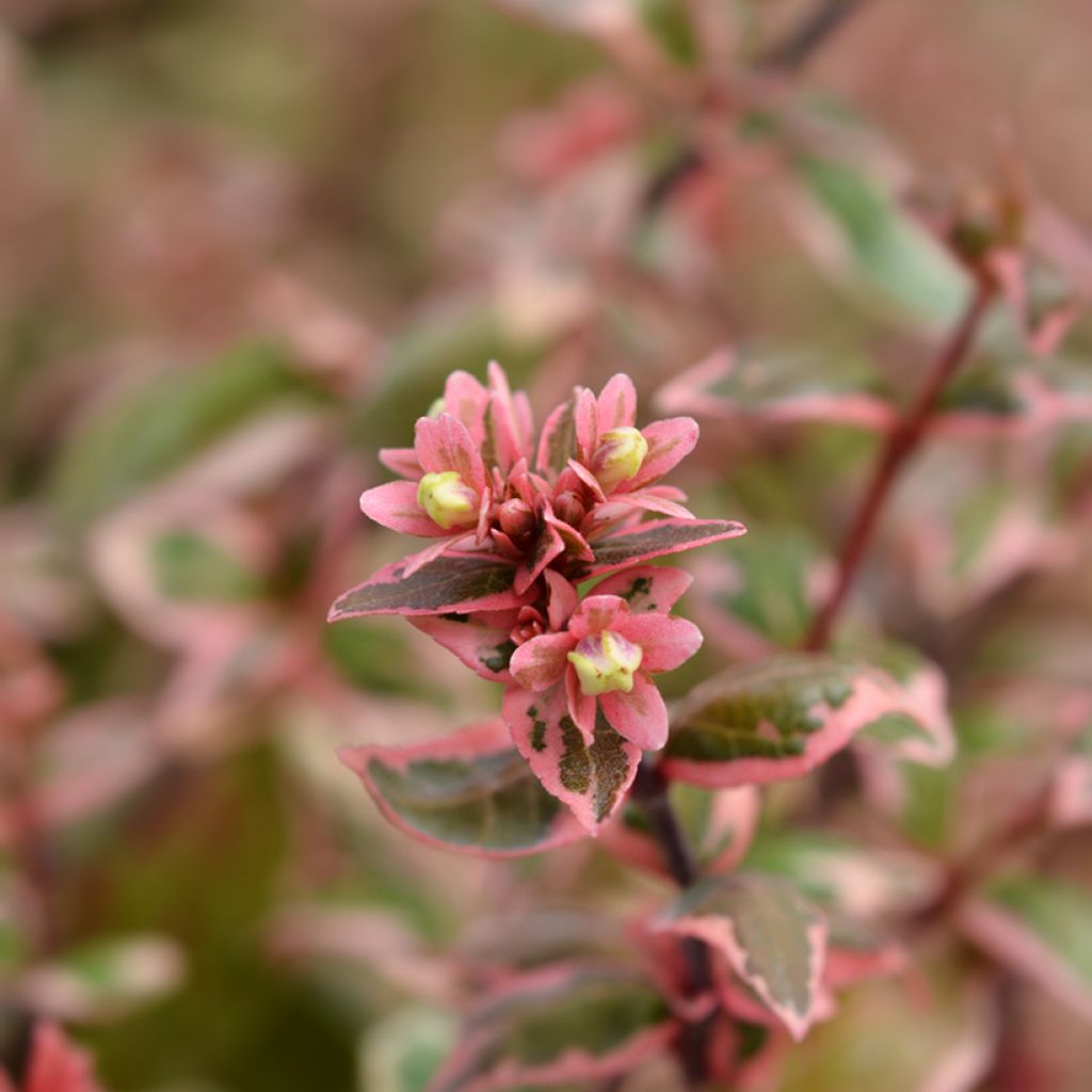 Abelia grandiflora Magic Daydream