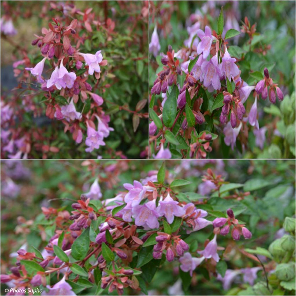 Abelia grandiflora Pink Pong