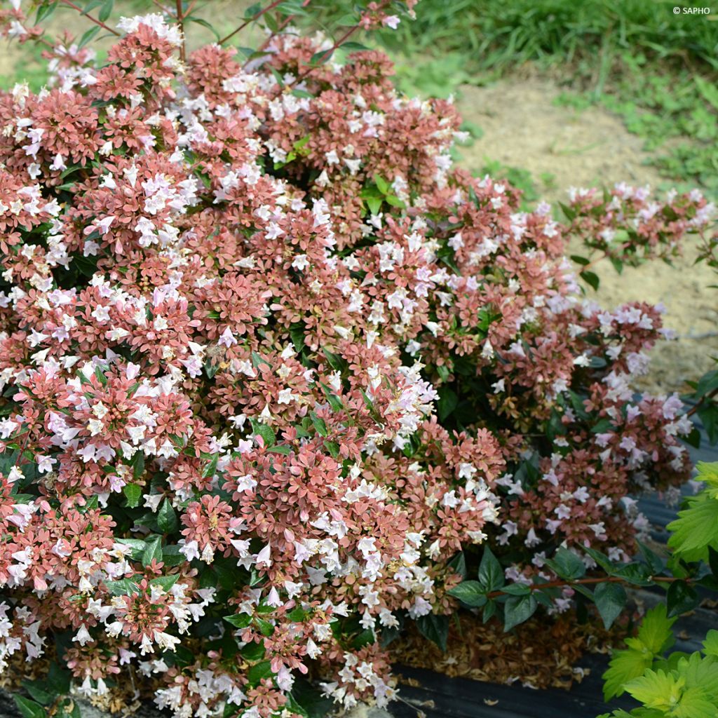 Abelia Raspberry Profusion 