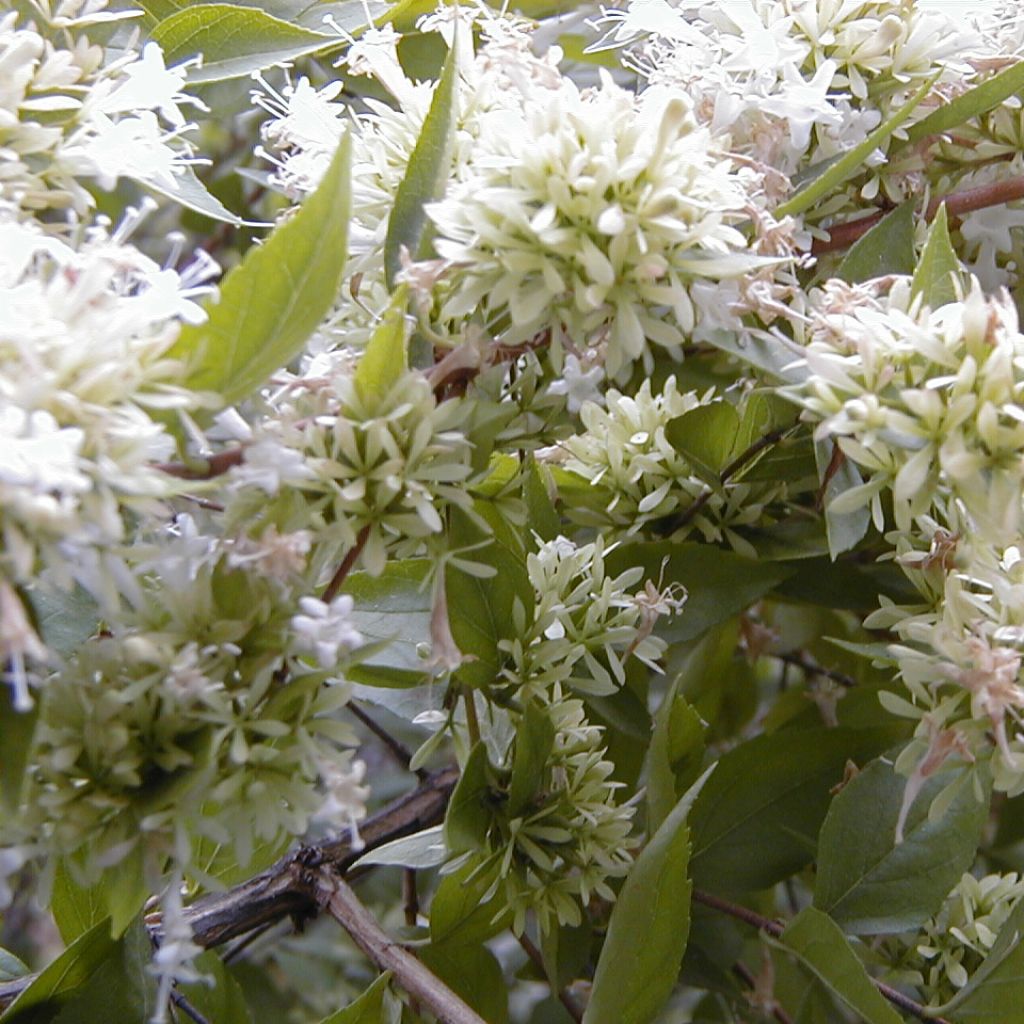 Abelia chinensis - Abelie