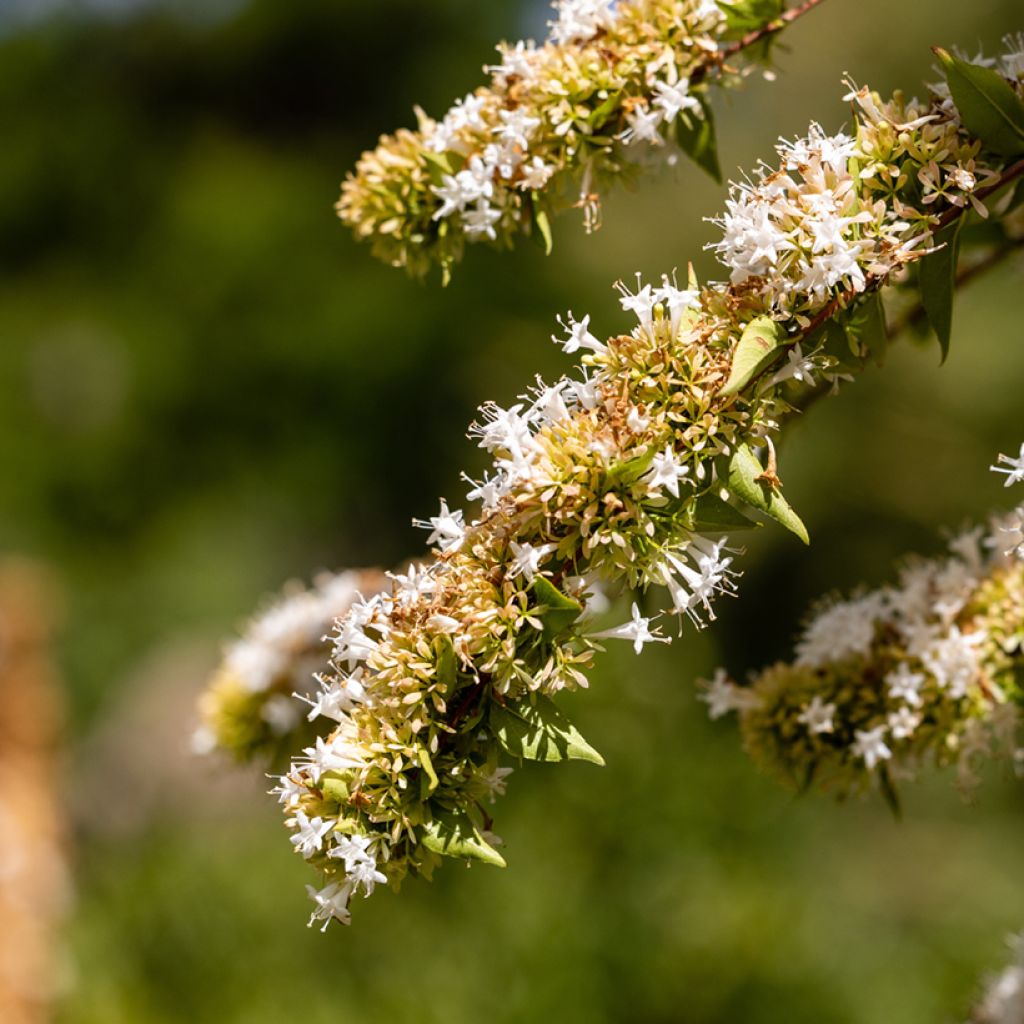 Abelia chinensis - Abelie