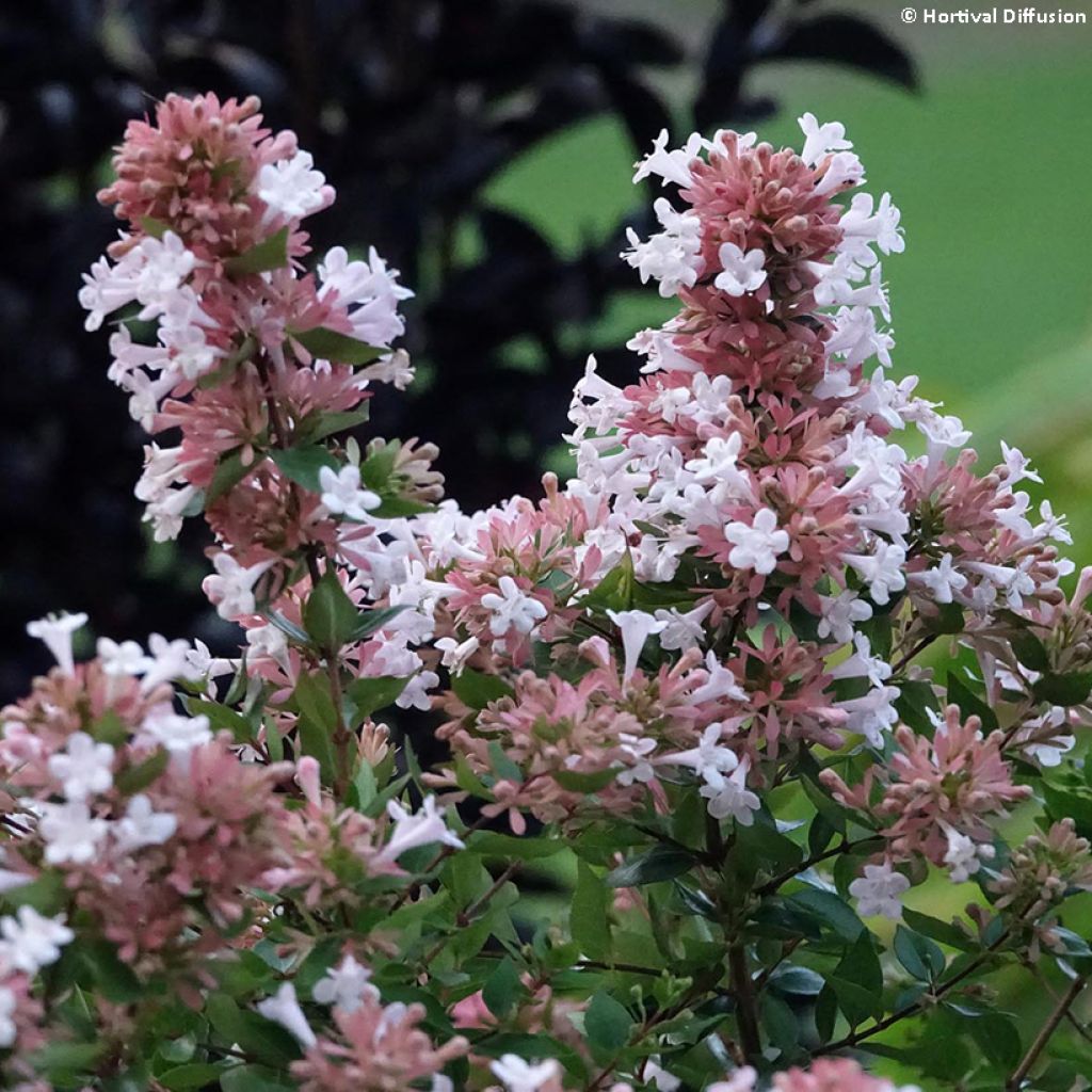 Abelia chinensis Autumn Festival - Abelie