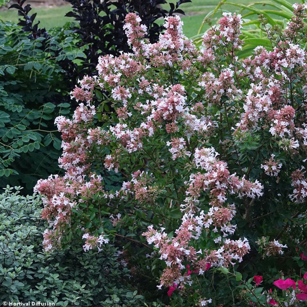 Abelia chinensis Autumn Festival - Abélia de Chine