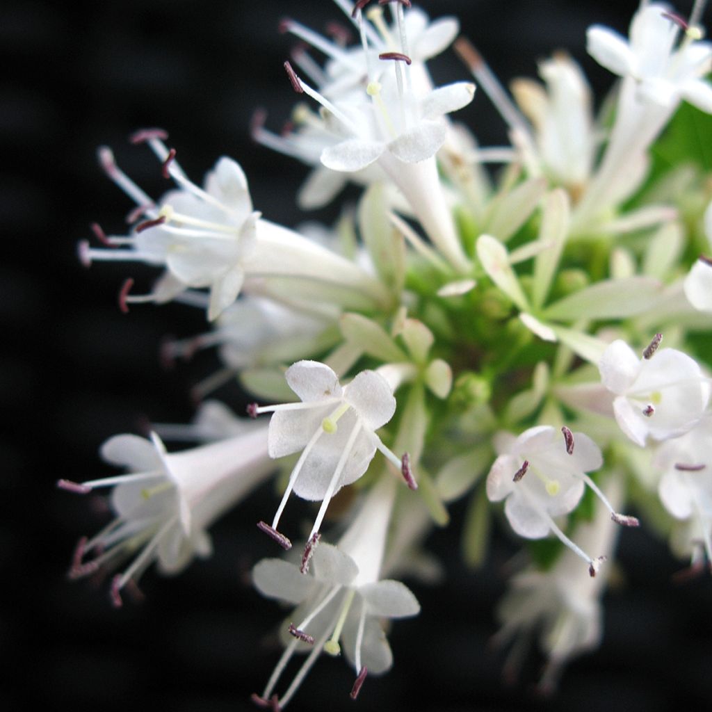 Abelia chinensis White Surprise - Abelie