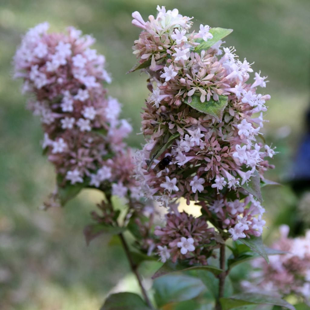 Abelia chinensis White Surprise - Abelie