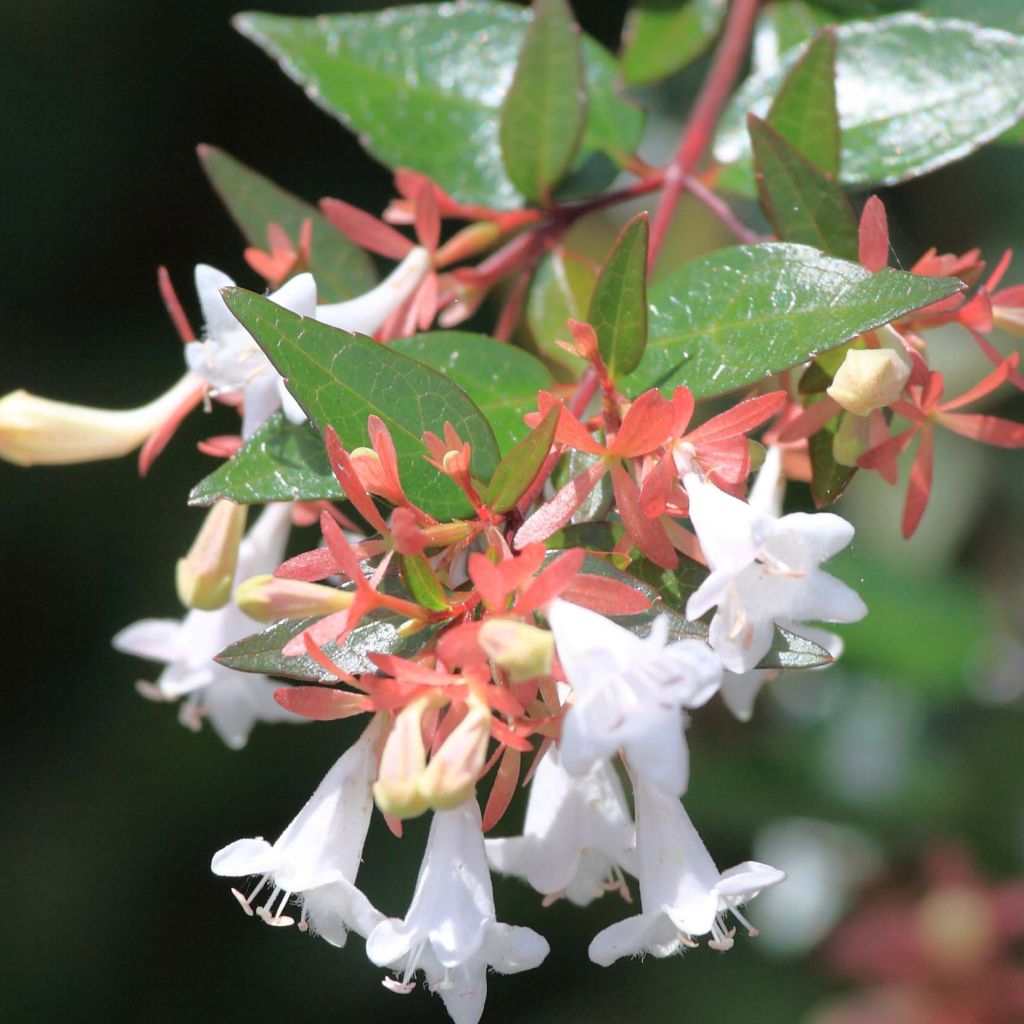 Abelia grandiflora - Grossblütige Abelie