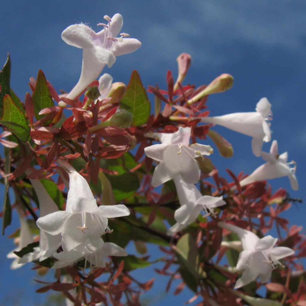 Abelia grandiflora - Grossblütige Abelie