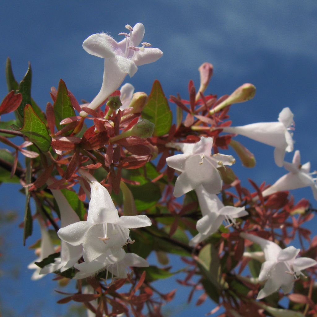 Abelia grandiflora - Grossblütige Abelie