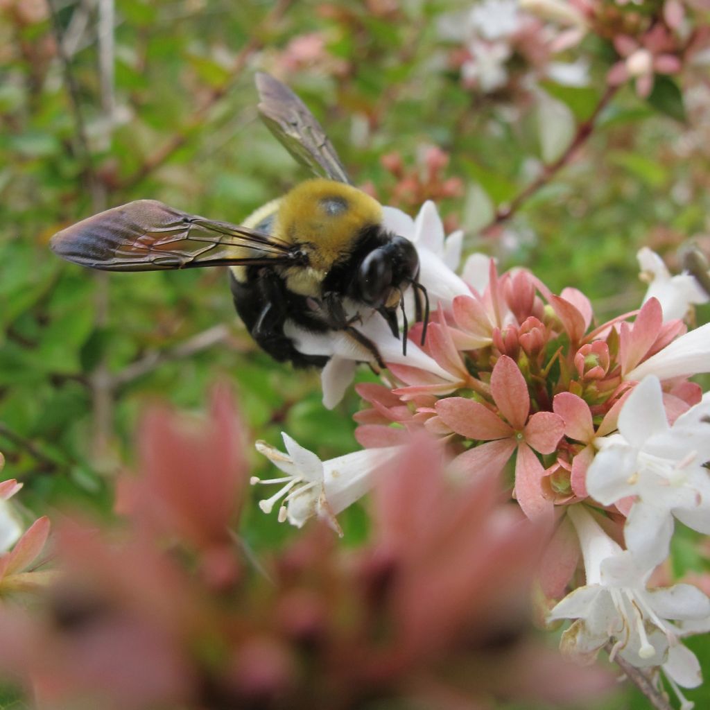 Abelia grandiflora - Grossblütige Abelie