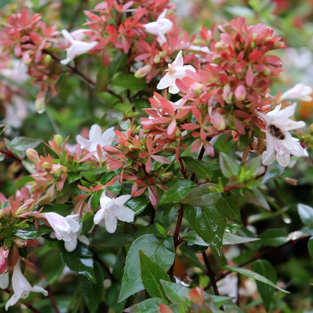 Abelia grandiflora - Grossblütige Abelie