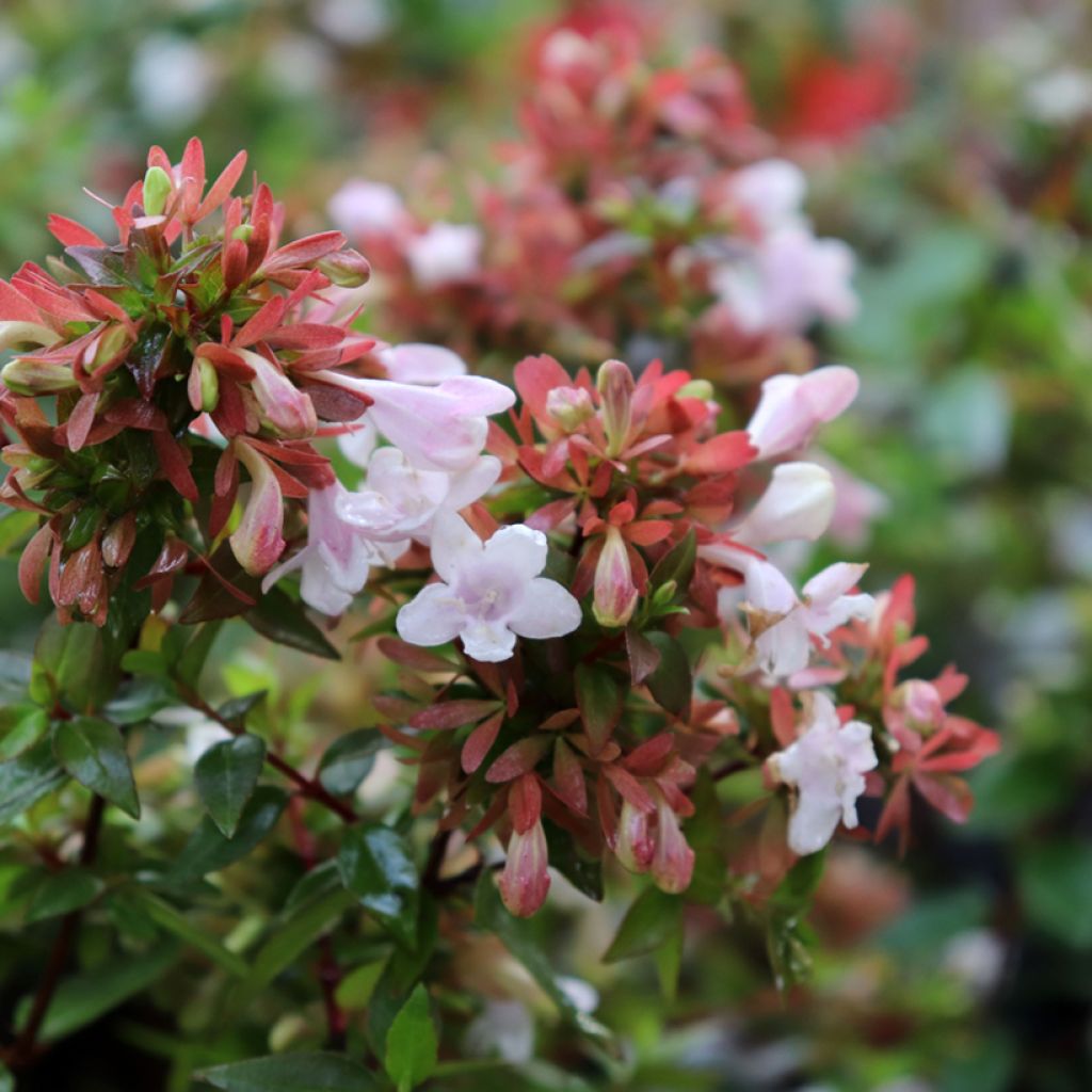 Abelia grandiflora - Grossblütige Abelie