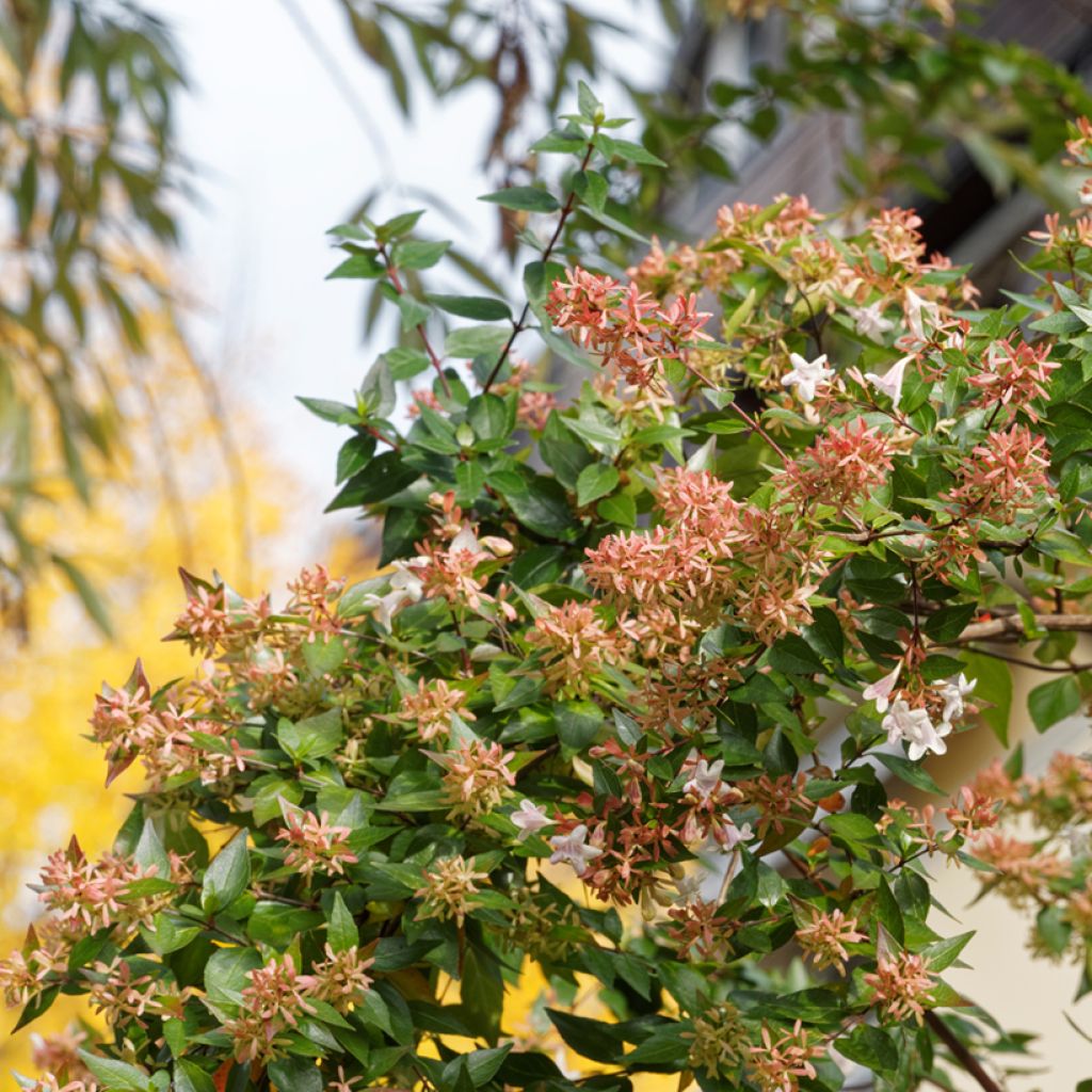 Abelia grandiflora - Grossblütige Abelie