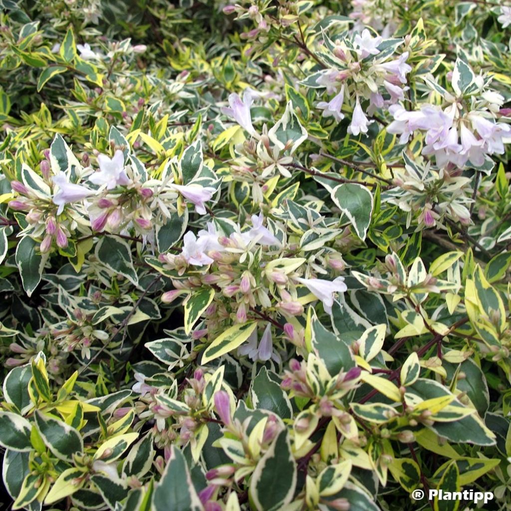 Abelia grandiflora Hopleys