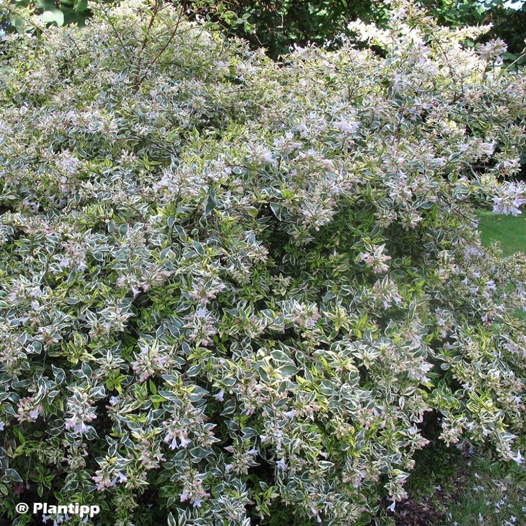 Abelia grandiflora Hopley's - Abélia à grandes fleurs