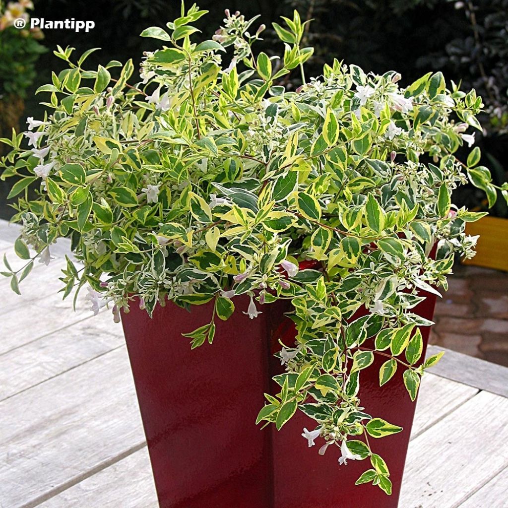 Abelia grandiflora Hopley's - Abélia à grandes fleurs