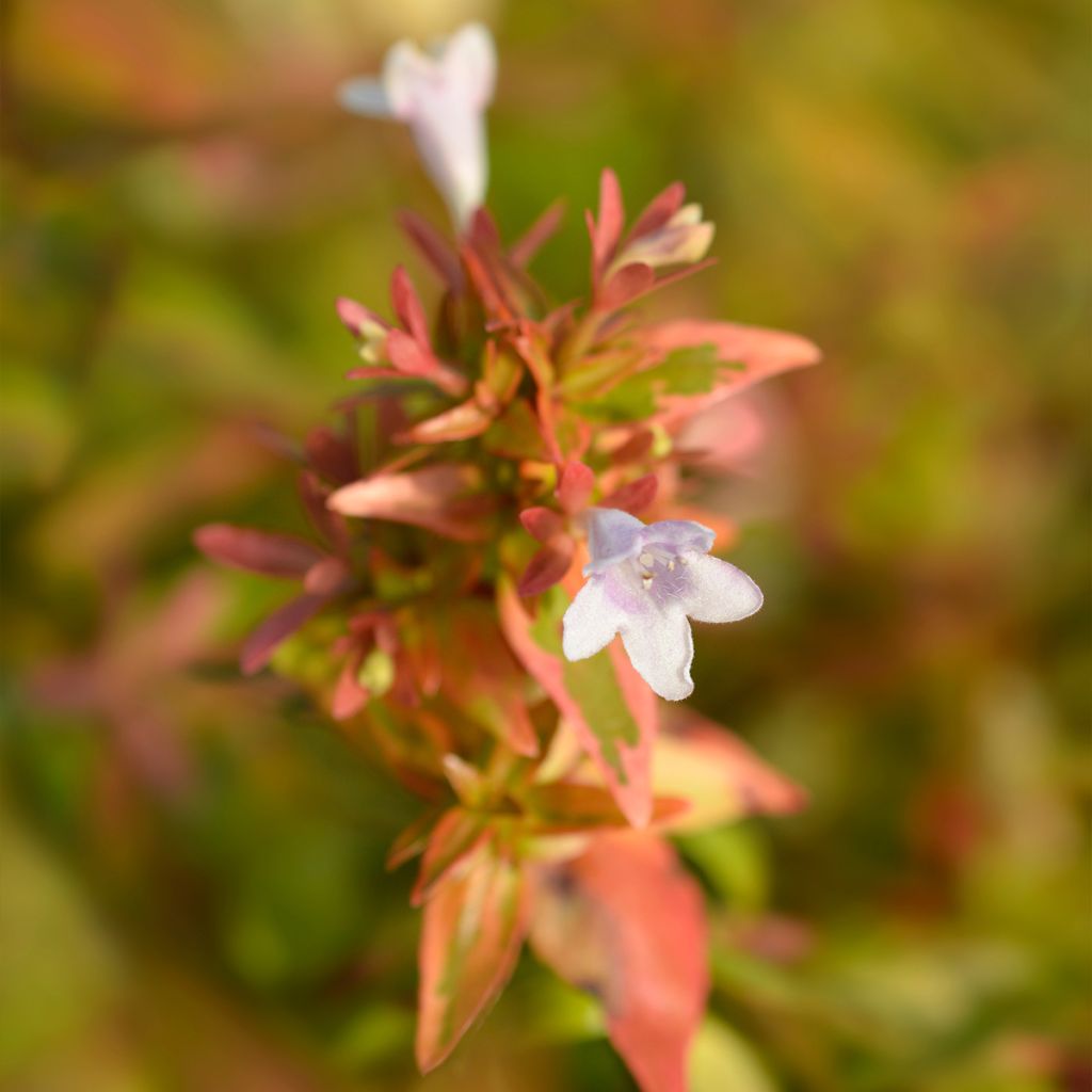 Abélia grandiflora Kaléidoscope	