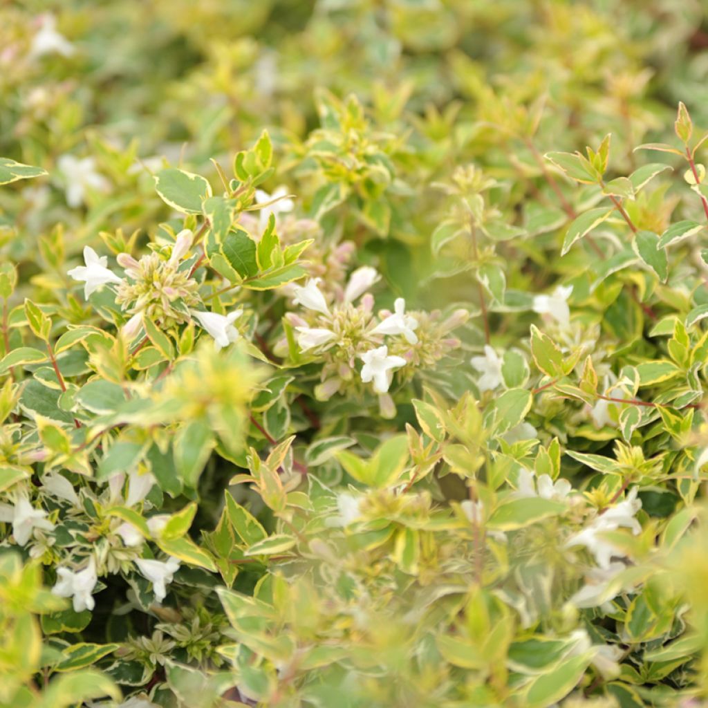 Abelia grandiflora Radiance