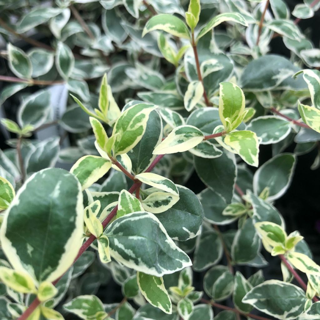 Abelia grandiflora Sparkling Silver