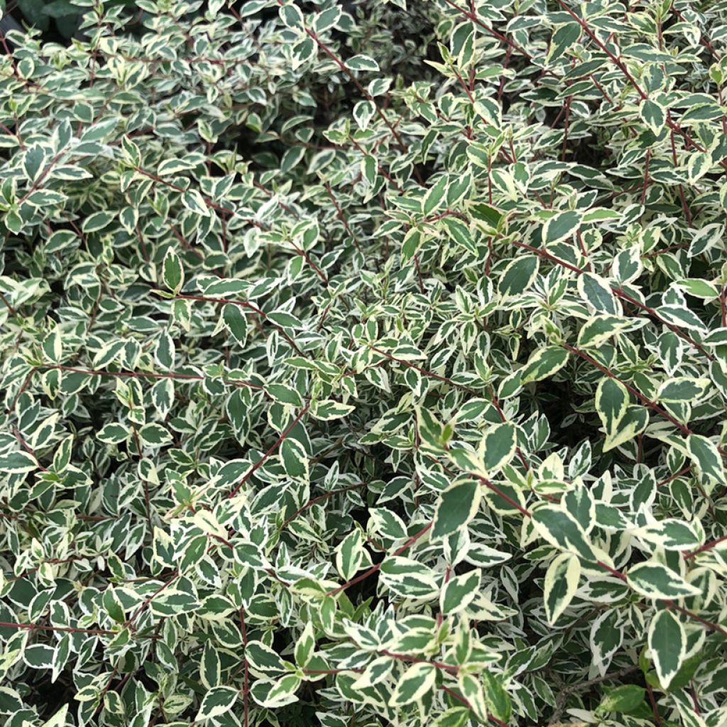 Abelia grandiflora Sparkling Silver