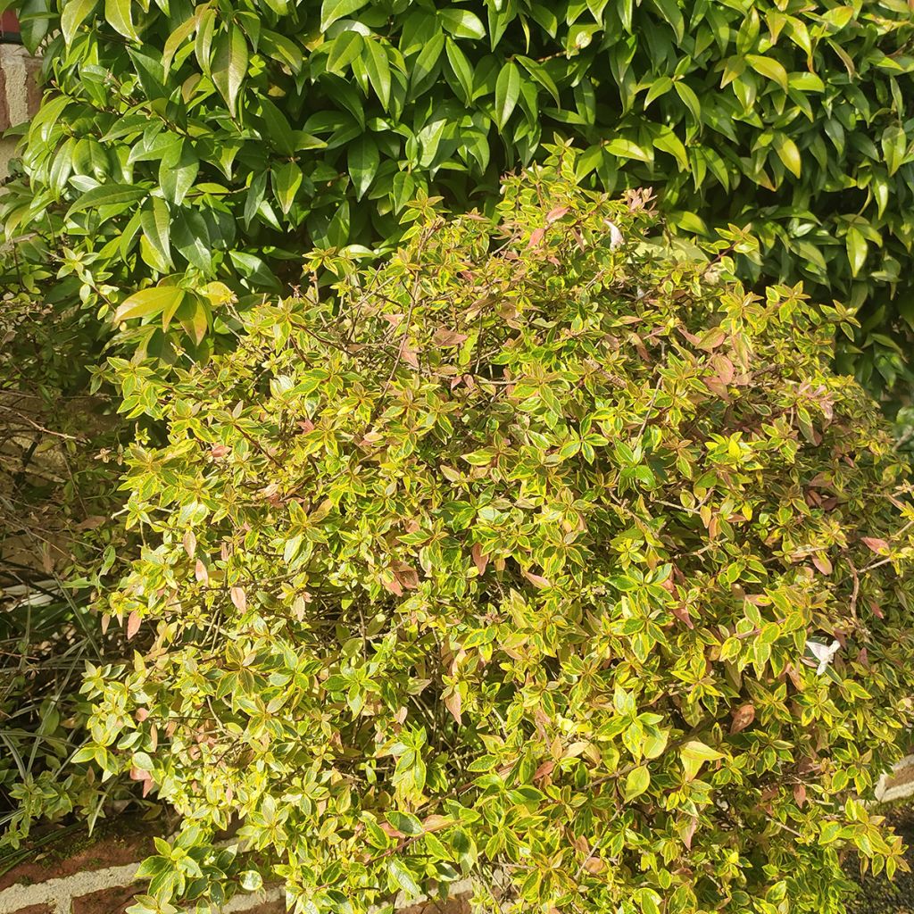 Abelia grandiflora Sunshine Daydream