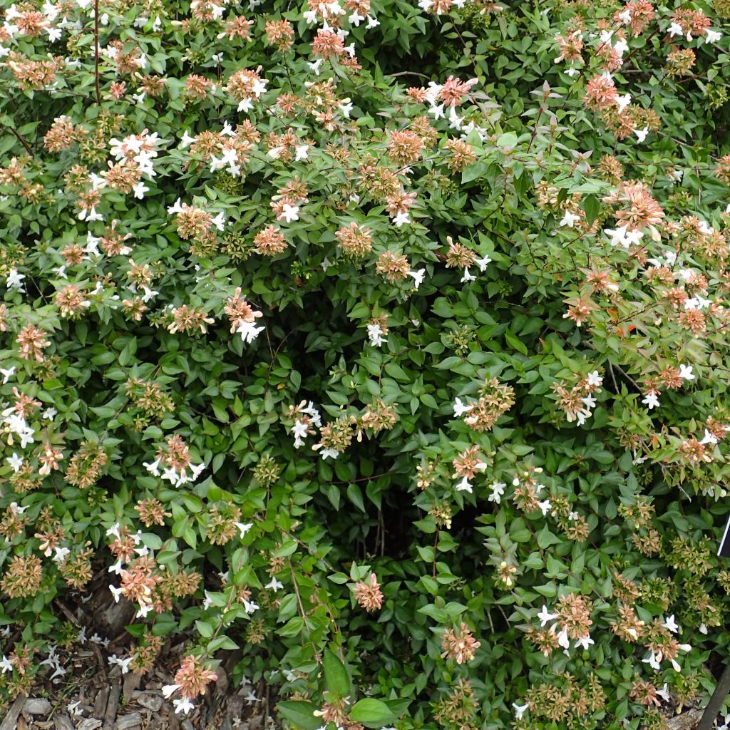 Abelia zanderi Little Richard