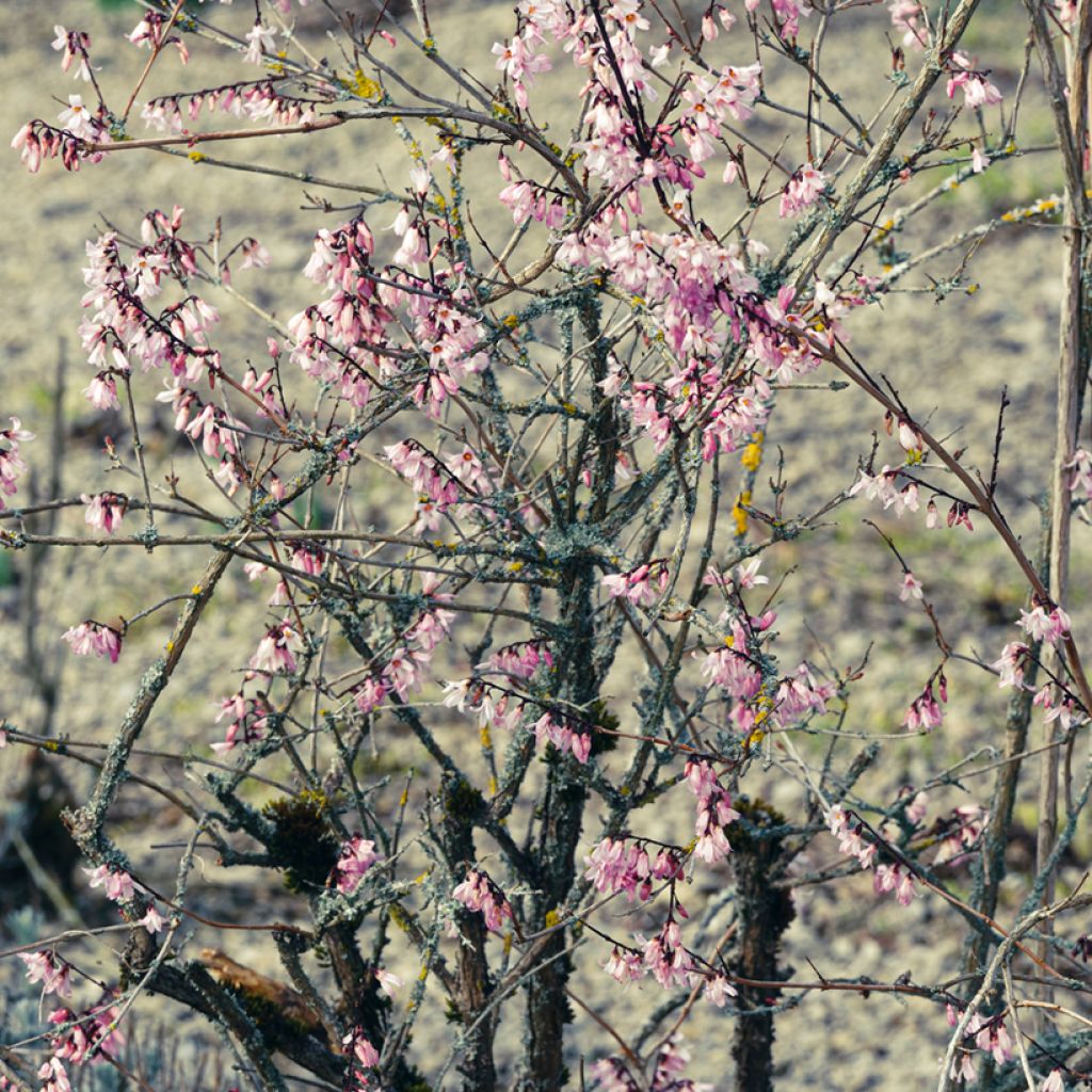 Abeliophyllum distichum Roseum - Rosenforsythie