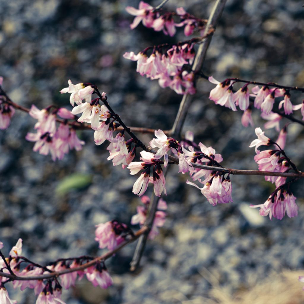 Abeliophyllum distichum Roseum - Rosenforsythie