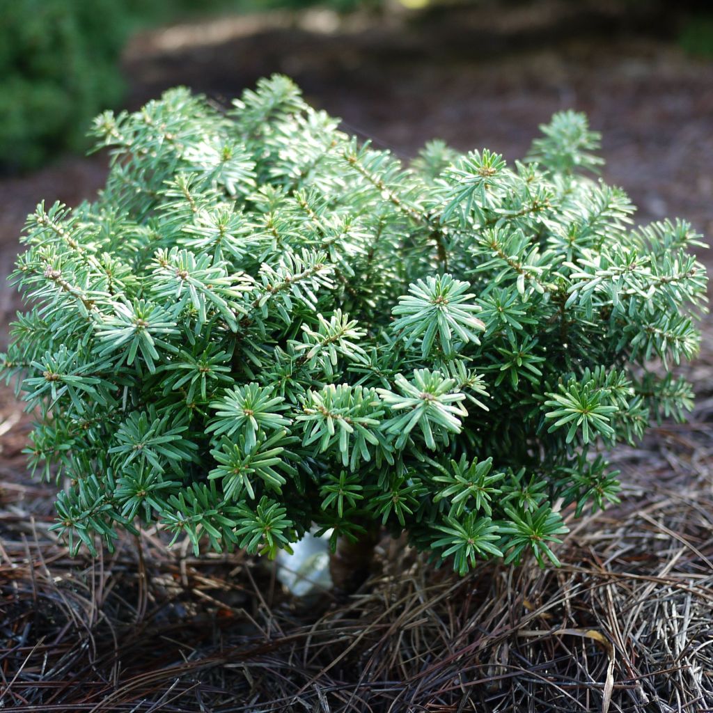 Abies koreana Cis - Koreanische Tanne