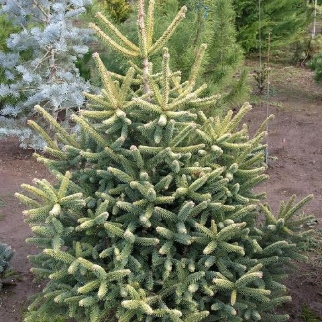 Abies nordmanniana Aurea - Nordmanntanne