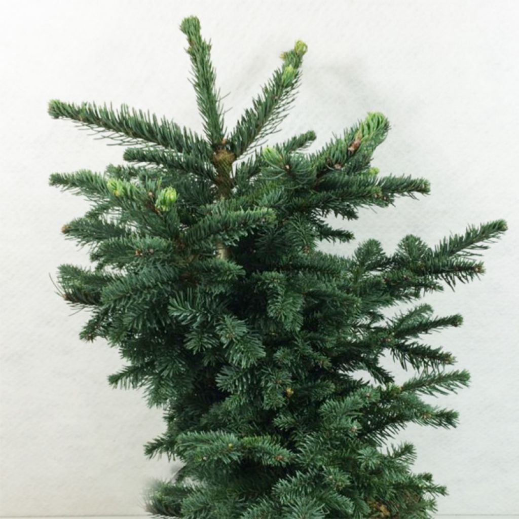 Abies procera Bizzarro - Edel-Tanne