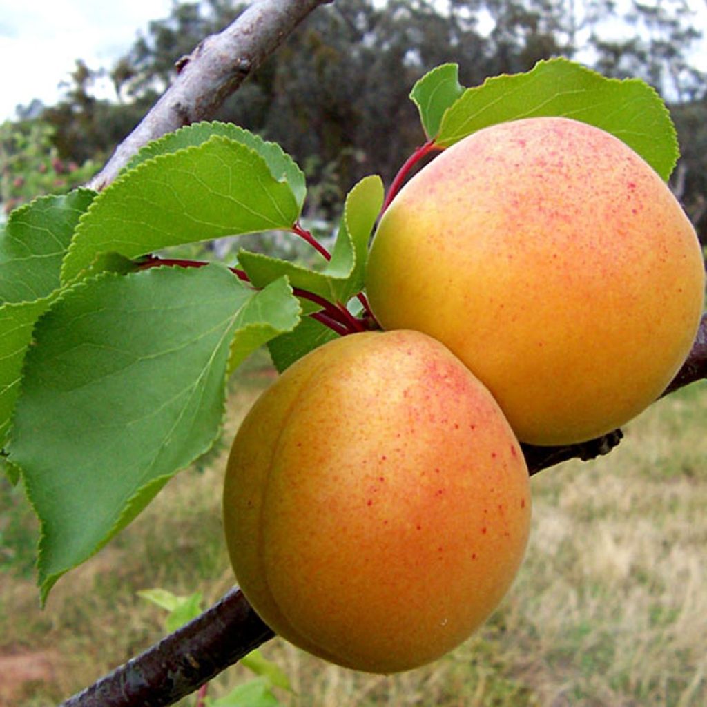 Aprikose Bergeron - Prunus armeniaca