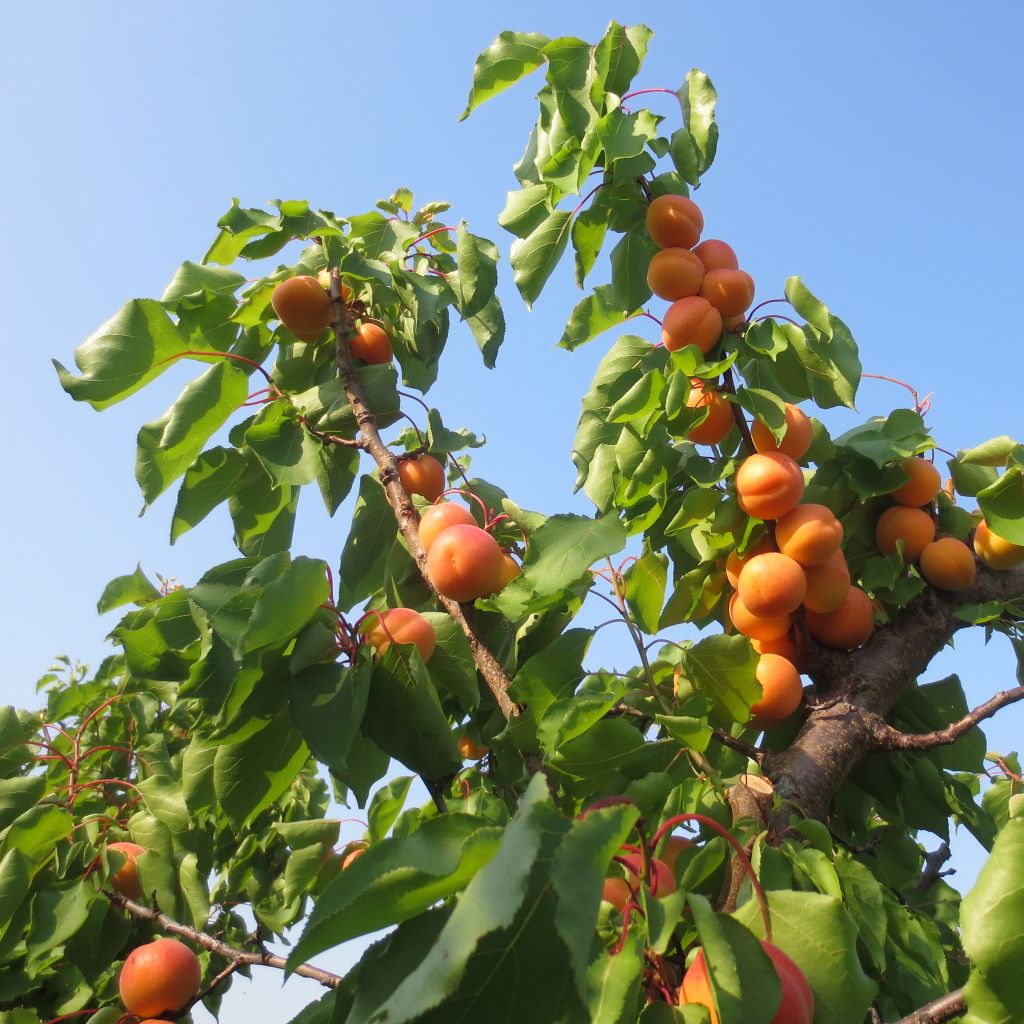 Aprikose Petit Muscat - Prunus armeniaca