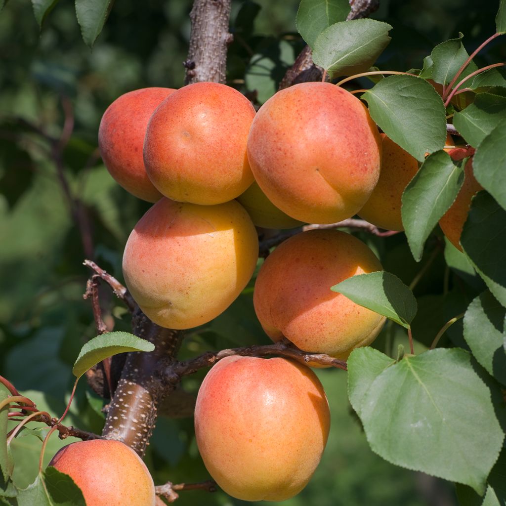 Aprikose Harcot - Prunus armeniaca