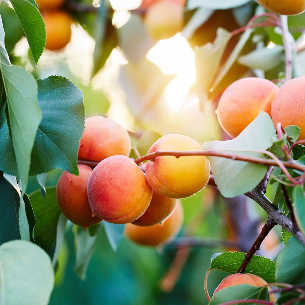 Aprikose Tardif De Bordaneil - Prunus armeniaca