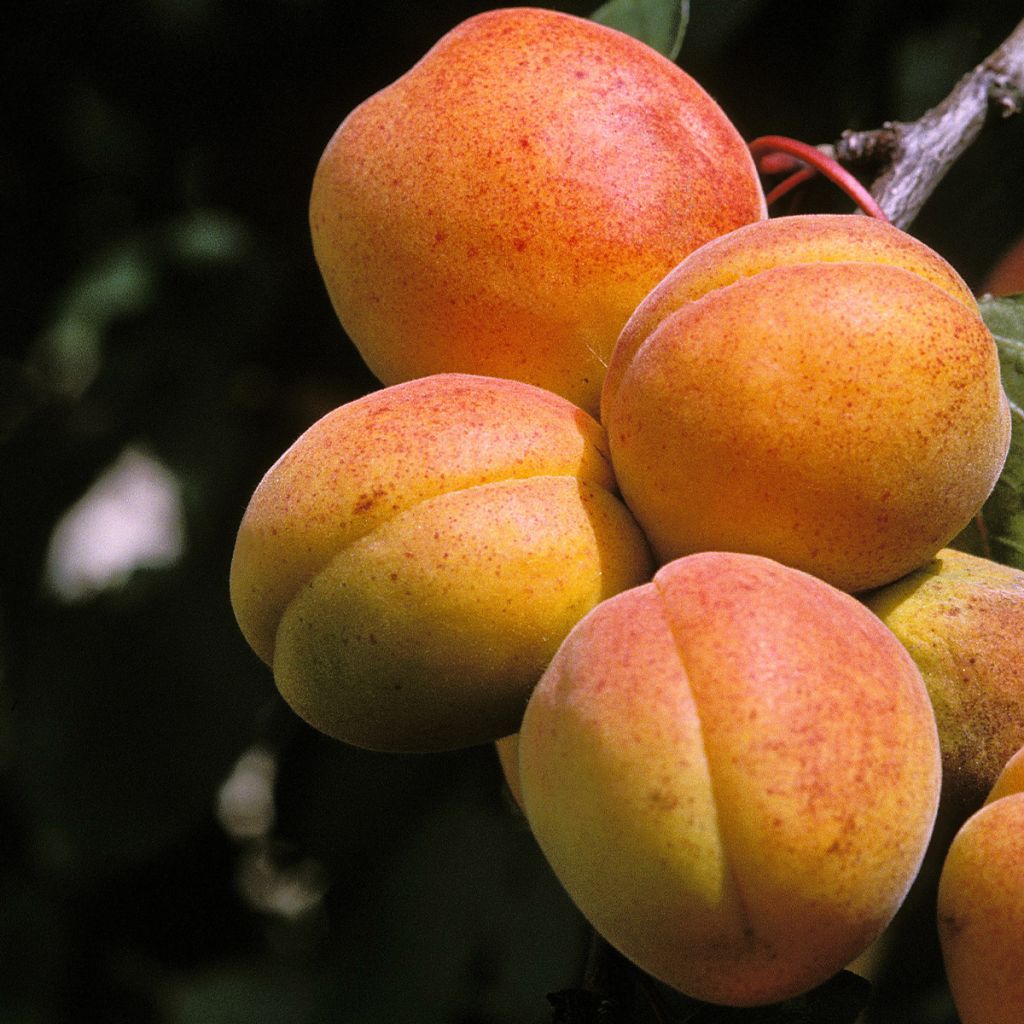 Aprikose Peche de Nancy - Prunus armeniaca