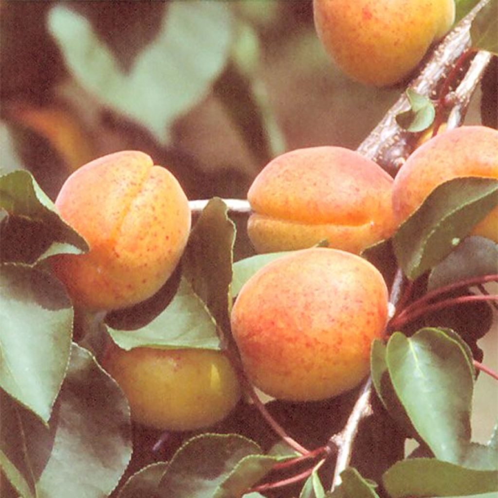 Aprikose Rouge du Roussillon Bio - Prunus armeniaca