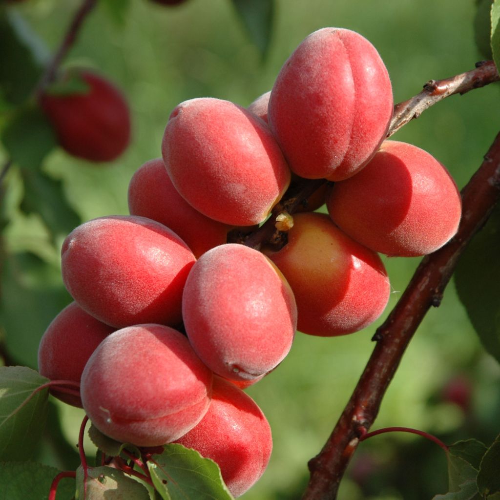 Aprikose Sunrosso (Rubista) - Prunus armeniaca