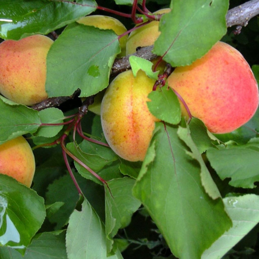 Aprikose Polonais - Prunus armeniaca