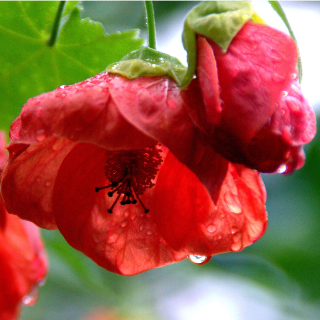 Abutilon Cannington Carol - Schönmalve