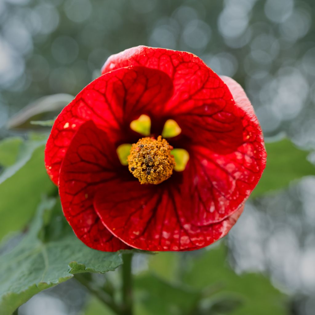 Abutilon Nabob - Schönmalve