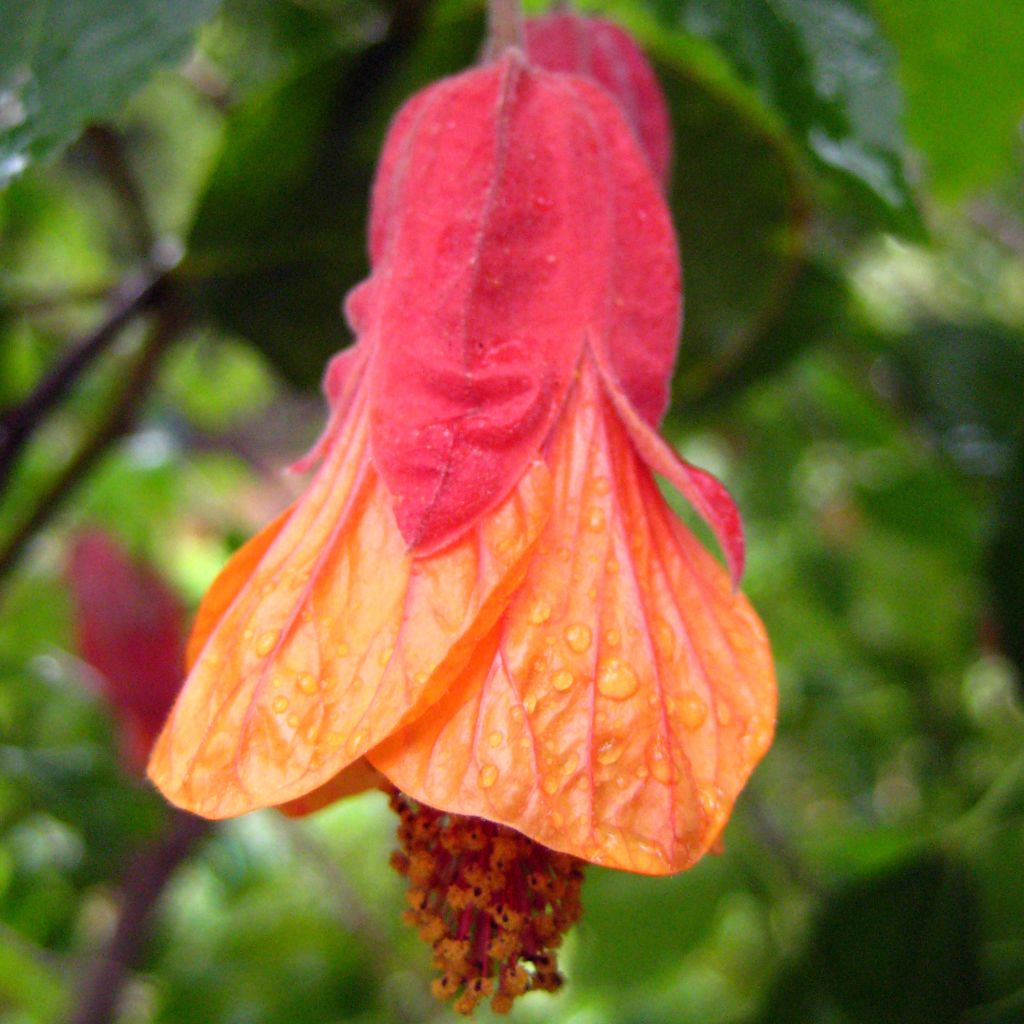 Abutilon Patrick Synge - Schönmalve