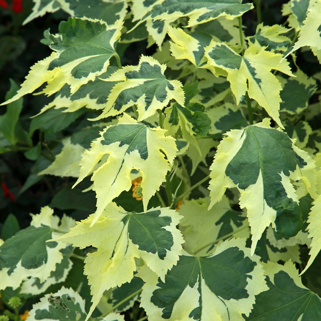 Abutilon Savitzii - Schönmalve