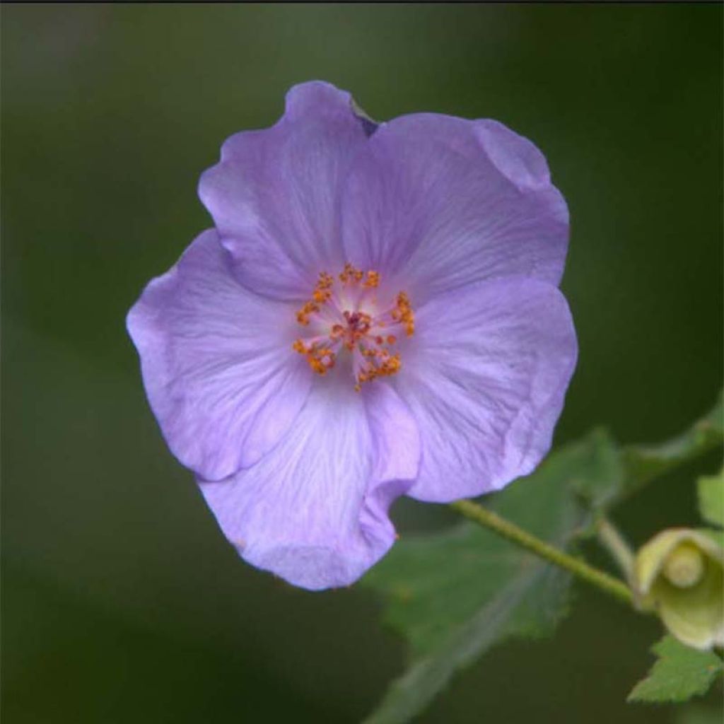 Abutilon Suntense