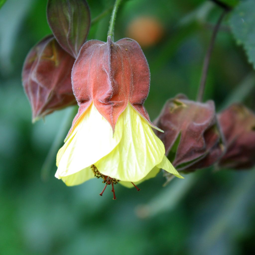 Abutilon megapotamicum Ines