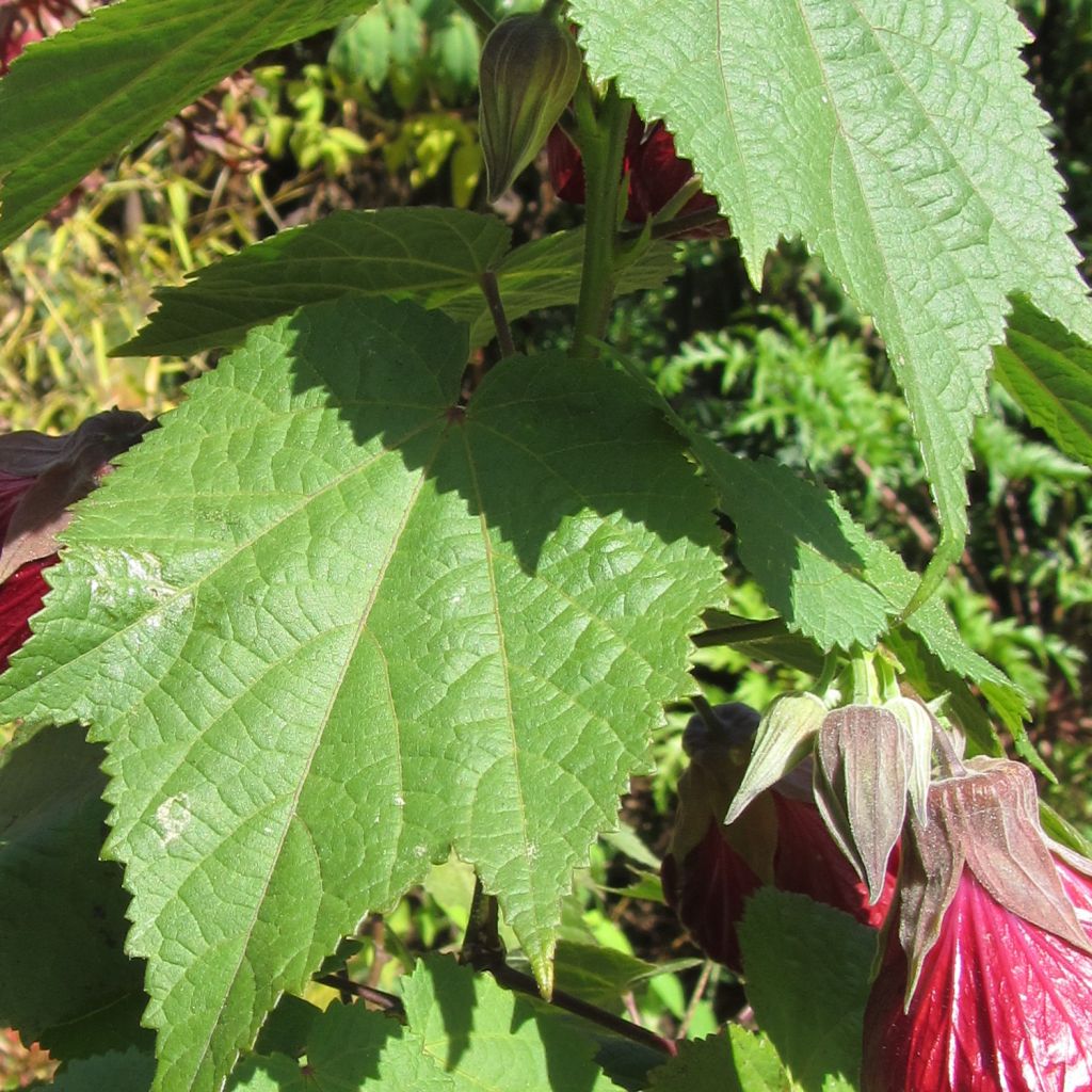 Abutilon Nabob - Schönmalve