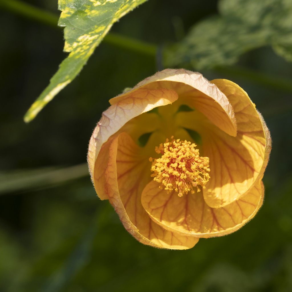 Abutilon pictum Thompsonii - Schönmalve