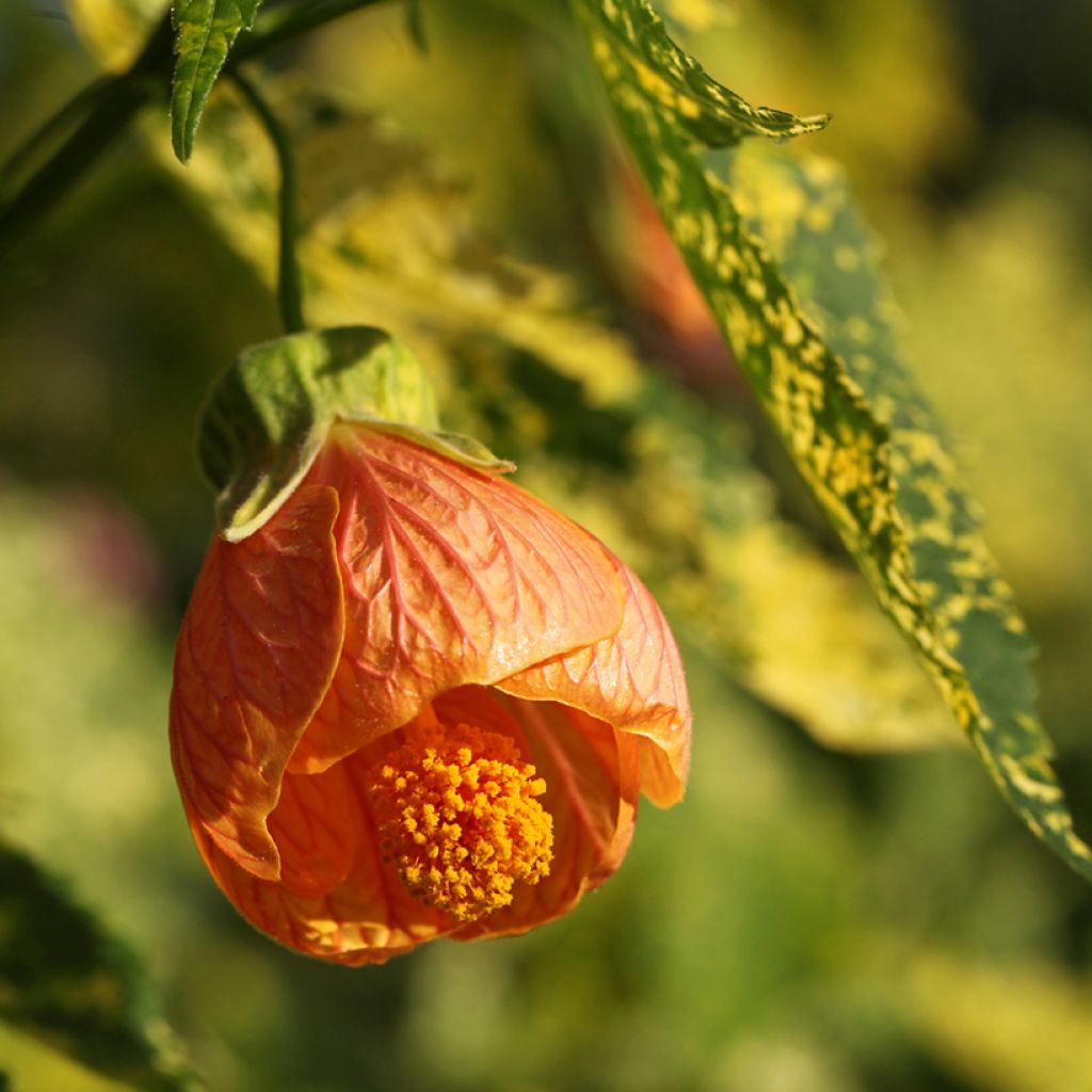 Abutilon pictum Thompsonii - Schönmalve